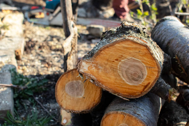 Best Storm Damage Tree Cleanup  in Leland, NC