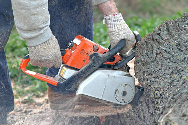 Best Stump Grinding and Removal  in Leland, NC