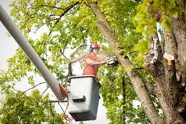 Best Tree Preservation Services  in Leland, NC